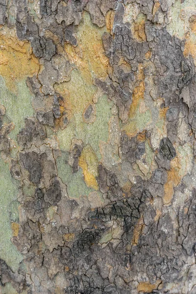 Closeup Shot Weathered Rusty Tree Bark Rome Italy — Stock Photo, Image