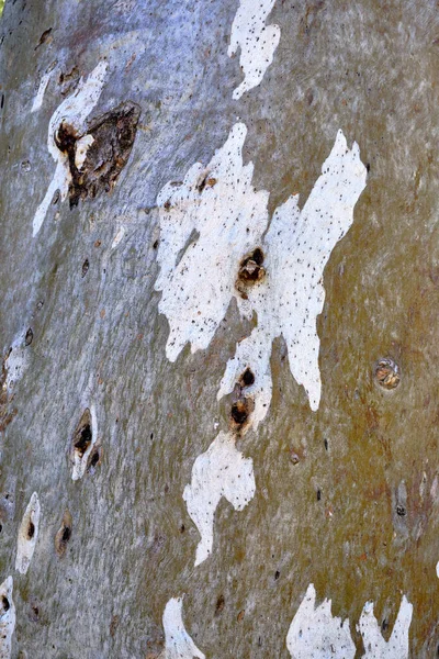Vertical Shot Textures Tree Trunk — 스톡 사진