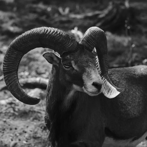 Açık Havada Duran Bir Bıyığın Gri Tonlu Görüntüsü — Stok fotoğraf