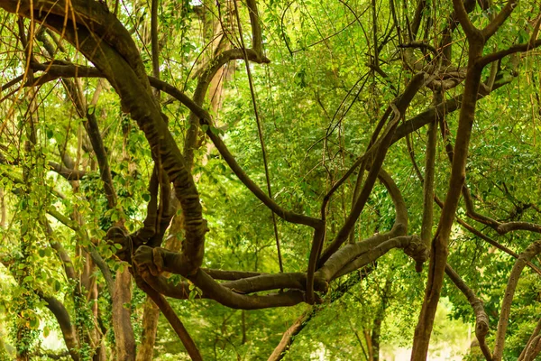 Una Bella Vista Molti Rami Appesi Mezzo Alla Foresta — Foto Stock