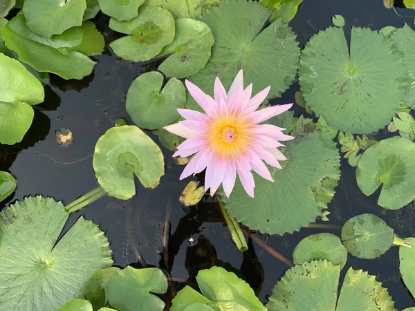 池の蓮の花のクローズアップ — ストック写真