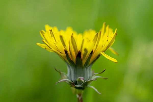 Tiro Seletivo Foco Dente Leão Amarelo Fundo Verde Embaçado — Fotografia de Stock