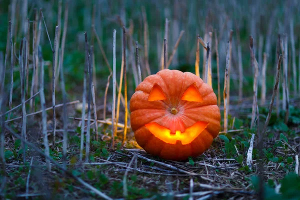 Közelkép Egy Megvilágított Halloween Tökről — Stock Fotó