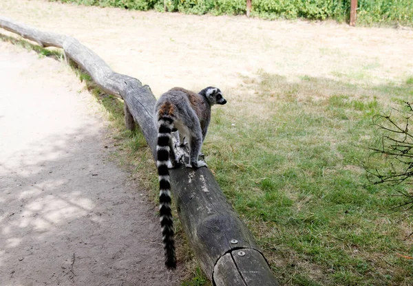 Alemania Julio 2019 Animales Salvajes Zoológico Thuele Alemania — Foto de Stock