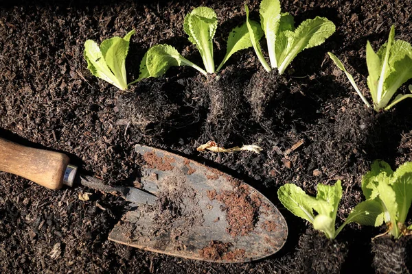 Bibit Wombok Ditanam Kebun Sayur Atas Tanah — Stok Foto