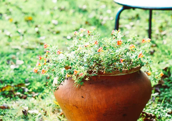 Die Geblühten Orangenblüten Tonkrug Garten — Stockfoto