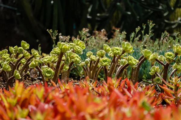 Uma Bela Vista Das Plantações Flores Jardim Botânico Madeira Portugal — Fotografia de Stock
