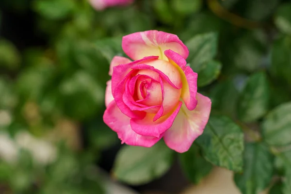 Primo Piano Una Rosa Carina Sotto Luce Del Sole — Foto Stock