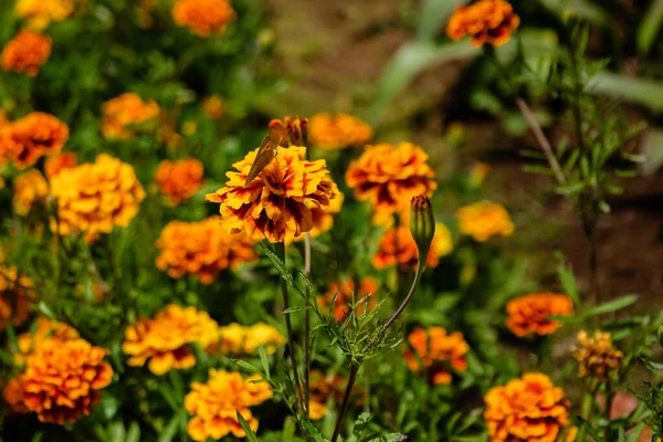 Closeup Shot Beautiful French Marigold Flowers Madeira Botanical Garden Portugal — Stock Photo, Image