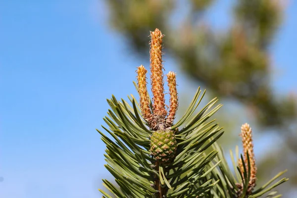 Young Green Pine Branch Coniferous Forest — Stock Photo, Image