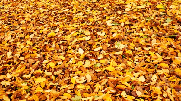 Een Close Shot Van Kleurrijke Herfstbladeren — Stockfoto