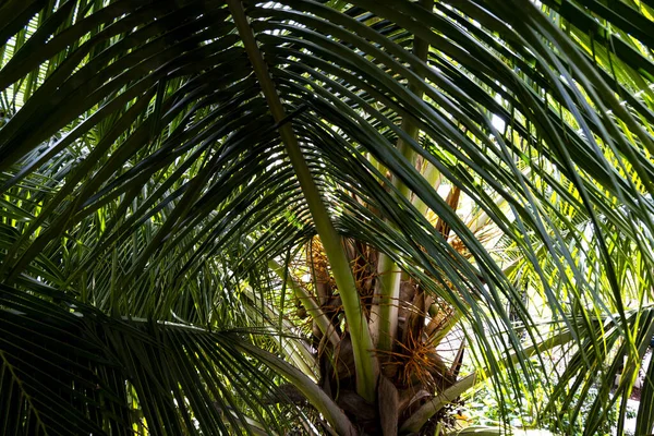 Zbliżenie Zielonych Liści Palmy — Zdjęcie stockowe