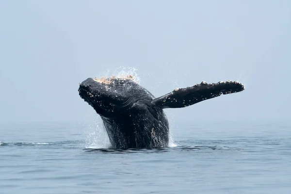 Uma Baleia Jubarte Megaptera Novaeangliae Quebra Linha Reta Geórgia Mar — Fotografia de Stock