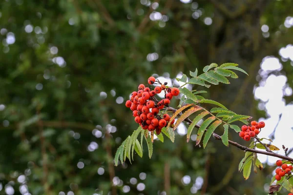 Selective Focus Shot Red Rowan Berries Tree Branch — Stock Photo, Image