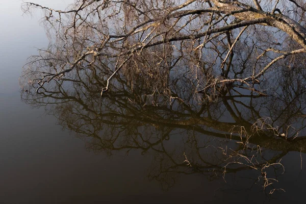 映照湖中的天空和倒下的树木 — 图库照片