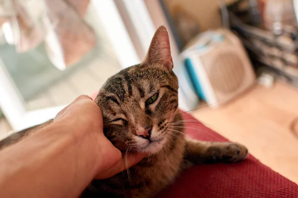 Uma Foto Close Mão Uma Pessoa Acariciando Gato Bonito — Fotografia de Stock