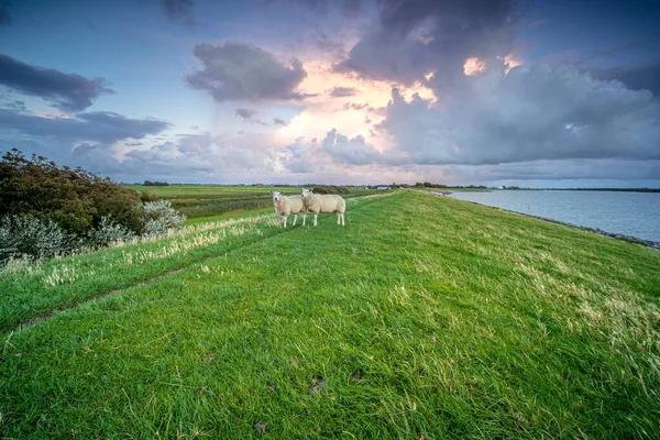 Deux Moutons Debout Sur Herbe Près Lac — Photo