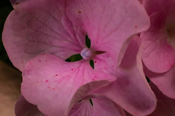 Detailní Záběr Roztomilých Květin Pod Sluncem — Stock fotografie