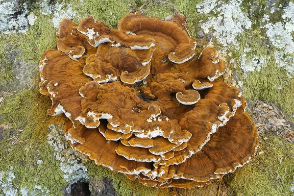 Closeup Bracket Mushroom Growing Tree — Stock Photo, Image