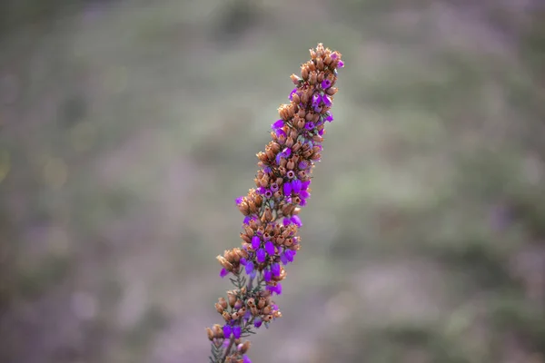 Zbliżenie Ericaceae Rodzinnego Kwiatu — Zdjęcie stockowe