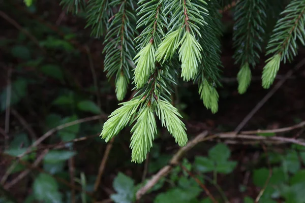 Closeup Spruce Branches Needles — Stock Photo, Image