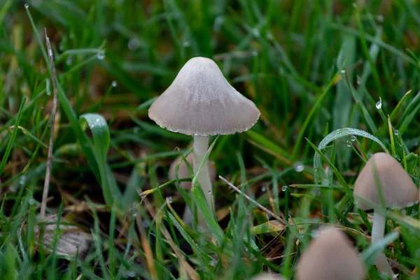 在森林里拍了一张白色蘑菇的特写照片 — 图库照片