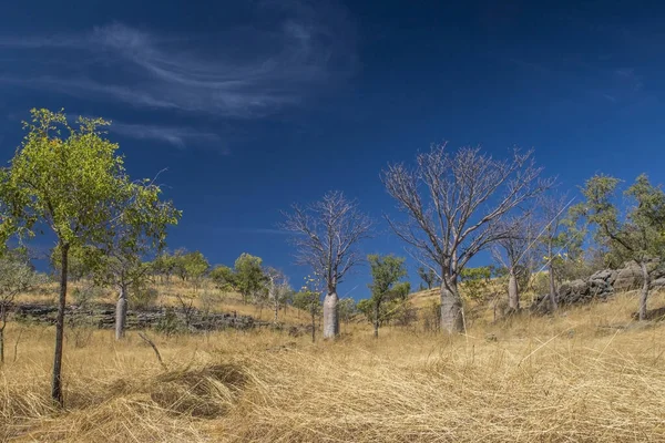 Die Alten Getrockneten Bäume Auf Einem Feld Einem Sonnigen Tag — Stockfoto