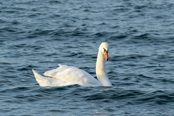 Belo Cisne Branco Nadando Lago — Fotografia de Stock