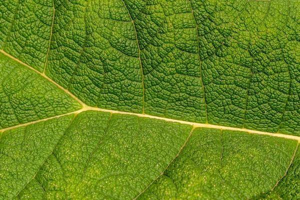 一张绿叶纹理的特写照片 — 图库照片