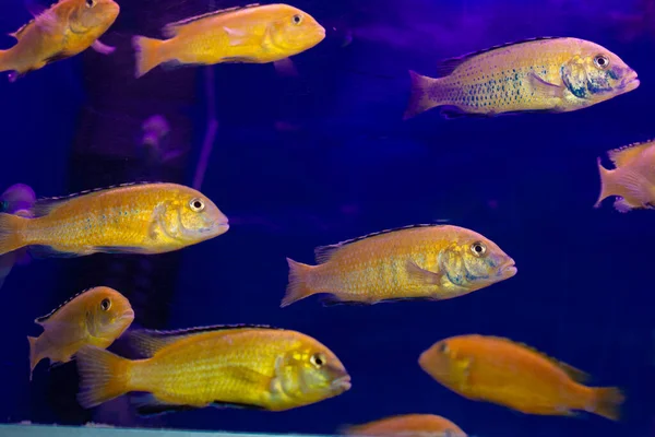 Blue Shaded Aquarium Golden Fish — Stock Photo, Image