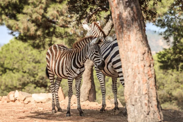 Tiro Close Uma Zebras Pastando Natureza — Fotografia de Stock