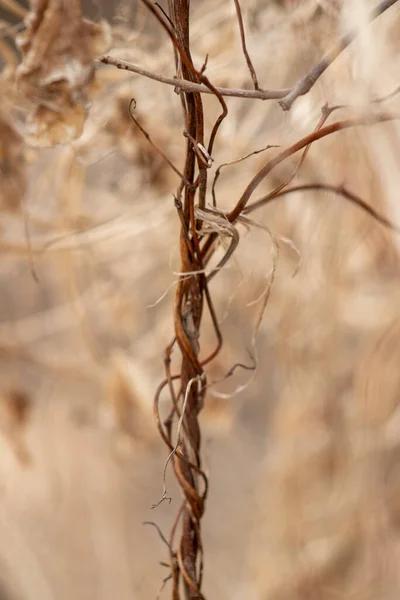 太陽の下で植物乾燥枝の閉鎖 — ストック写真