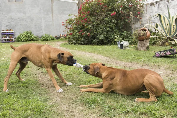 Due Bullmastiff Cani Tirando Oggetto Durante Gioco Giardino — Foto Stock