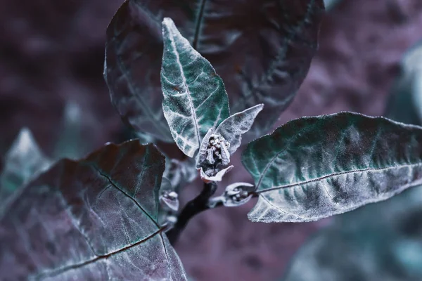 Крупним Планом Знімок Зеленого Листя Кімнатної Рослини — стокове фото