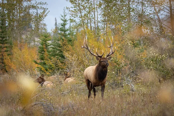 Gros Plan Cerf Wapiti Dans Une Forêt — Photo