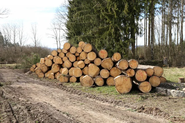 Ein Bündel Frisch Gefällter Bäume Wald — Stockfoto