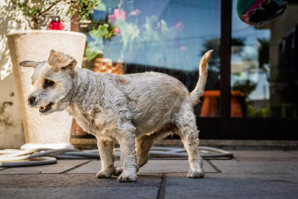 Niski Kąt Zbliżenie Psa Bawiącego Się Podwórku — Zdjęcie stockowe