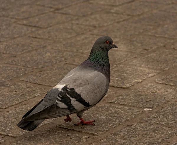 街の真ん中を鳩が歩いている — ストック写真