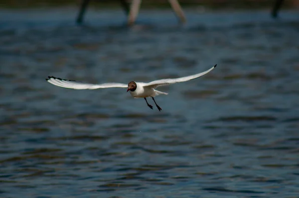 Een Close Focusshot Van Een Lachende Zeemeeuw Die Zee Vliegt — Stockfoto