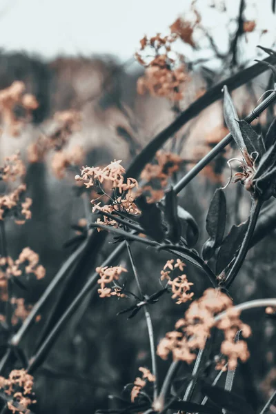 Detailní Záběr Květin Keři — Stock fotografie