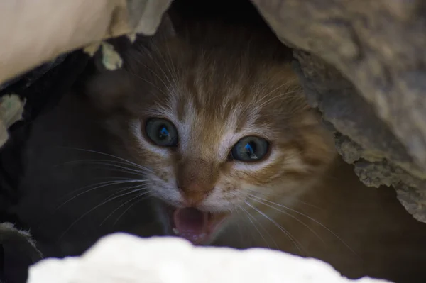 Tiro Close Gatinho Gengibre Bonito — Fotografia de Stock