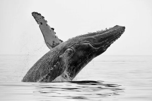 Velryba Hrbatá Megaptera Novaeangliae Trhlina Rovině Gruzie Salish Sea Poblíž — Stock fotografie