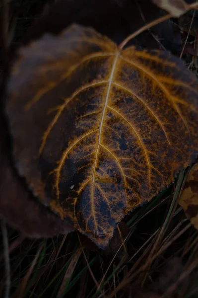 Colpo Verticale Una Foglia Autunno — Foto Stock