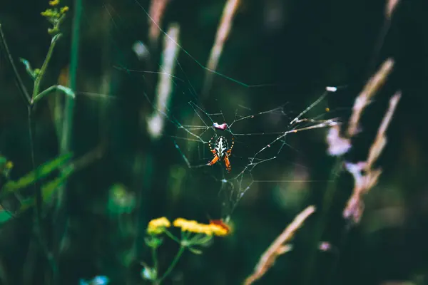 蜘蛛在森林中的蜘蛛网上选择性地集中拍摄的照片 — 图库照片