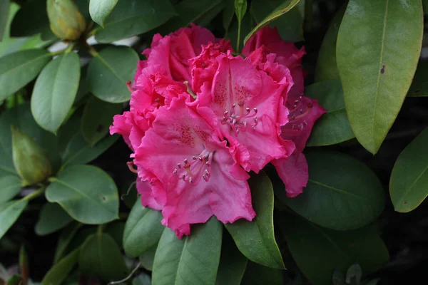 Zbliżenie Strzał Piękny Różowy Rhododendron Kwiat Kwiecie — Zdjęcie stockowe