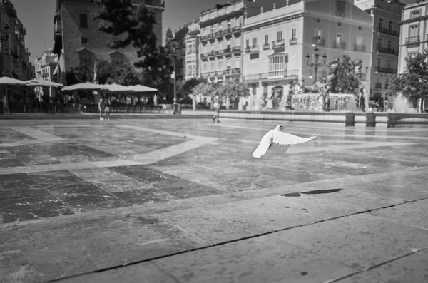 Ένα Γκρι Πλάνο Ενός Περιστεριού Που Πετάει Στην Plaza Virgen — Φωτογραφία Αρχείου