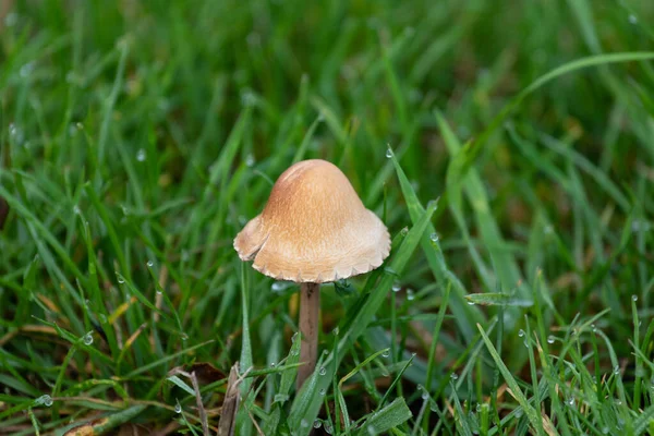 在森林里拍到的褐色蘑菇特写 — 图库照片