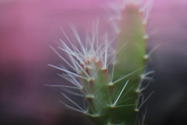 Detailní Záběr Malé Kaktusové Rostliny Rozmazaném Pozadí — Stock fotografie