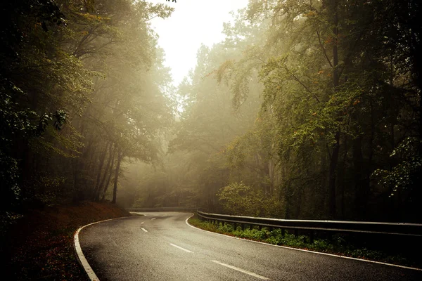 木々に囲まれた霧深い秋の道の魅惑的な景色 — ストック写真
