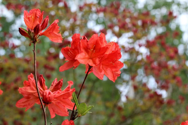 Detailní Záběr Červené Květy Rododendronu Zahradě — Stock fotografie
